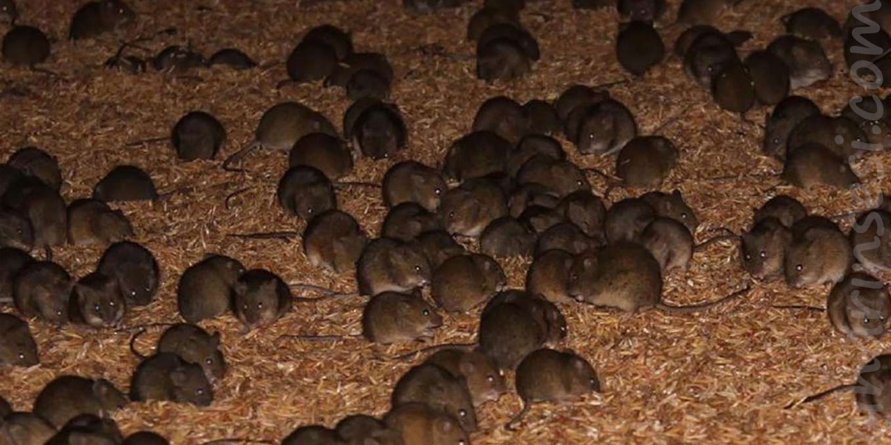 Avustralya'nın Yeni Güney Galler eyaletinde fare istilası