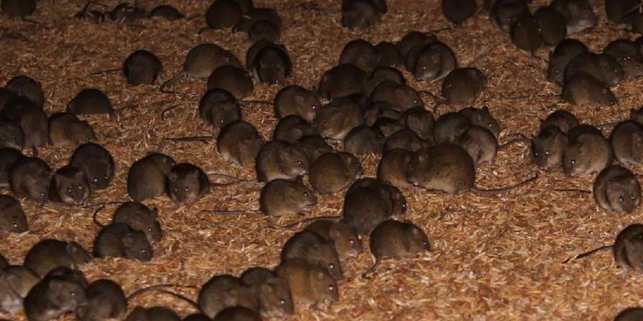 Avustralya'nın Yeni Güney Galler eyaletinde fare istilası