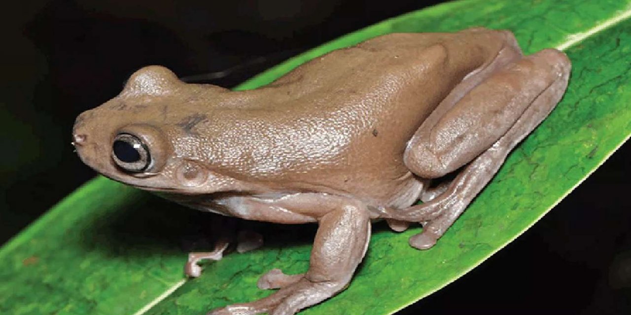 "Çikolatalı kurbağa" adında yeni bir kurbağa türü keşfedildi
