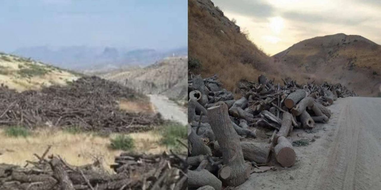 Wezareta Çandinîyêya Herêma Kurdistanê:Birîna daran a ji aliyê Tirkiyê ve karekî dijminane ye