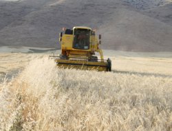 Nusaybin'de arpa hasadı başladı