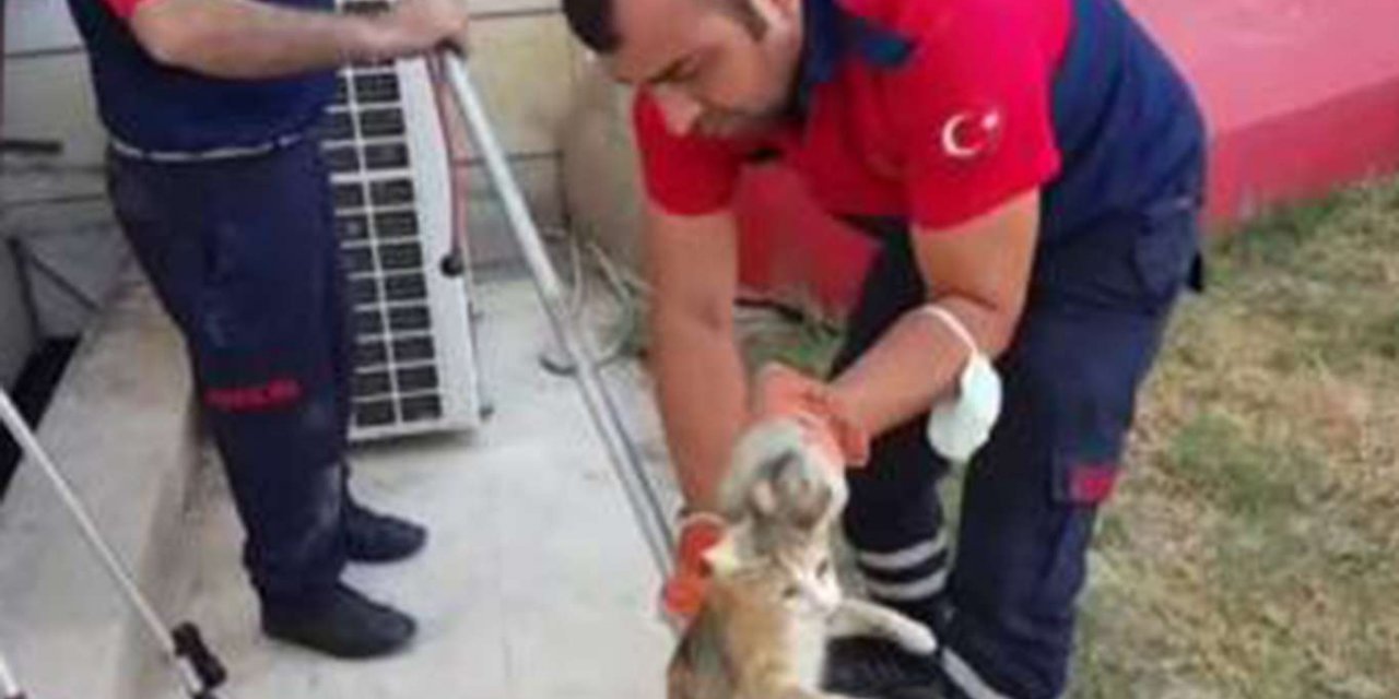 Pencere boşluğunda mahsur kalan kedi ve 4 yavrusu kurtarıldı