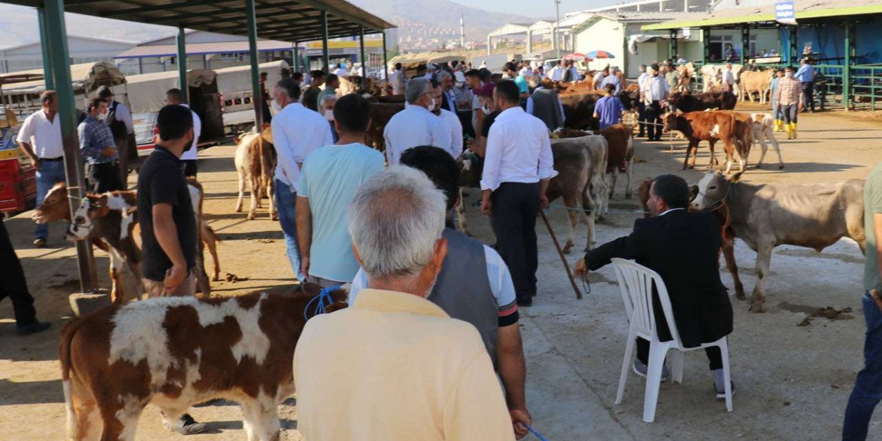 Büyükbaş kurbanlık fiyatları erken açıklandı