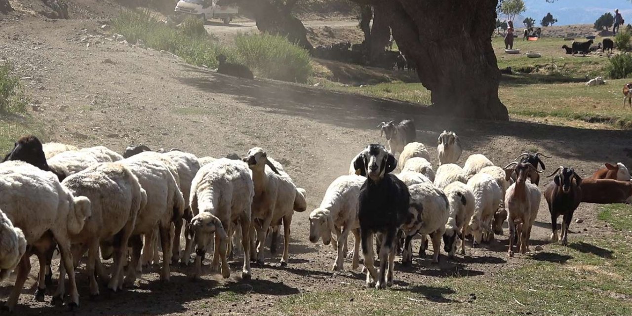 Yaylalardaki yetiştiricilerin temel ihtiyaçları giderilecek