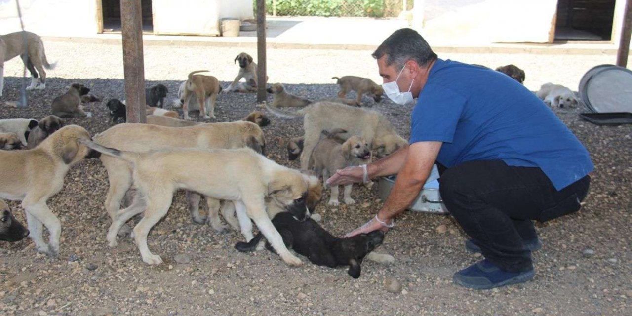 Hayvan haklarının korunmasına ilişkin düzenleme tamamlandı