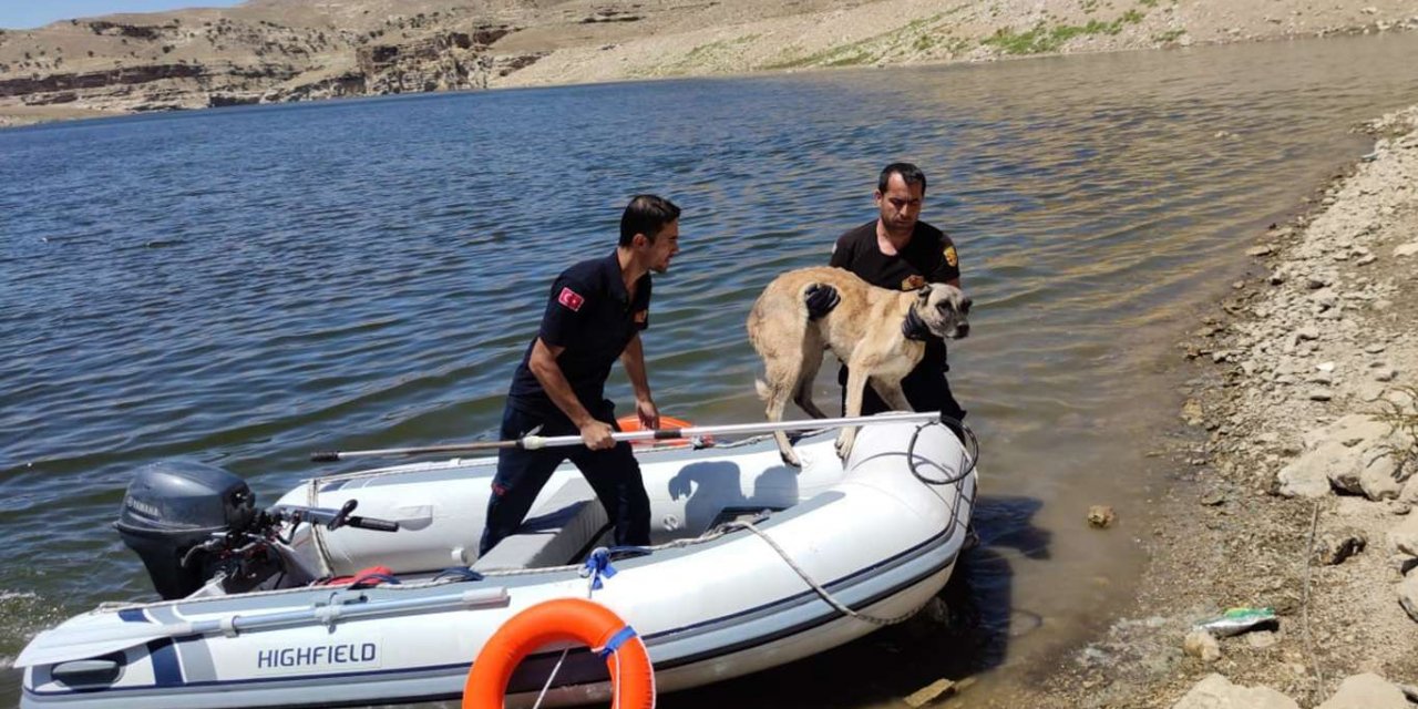 Batman’da suya düşen köpek kurtarıldı