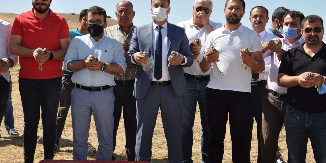 Süneye karşı 400 keklik doğaya bırakıldı