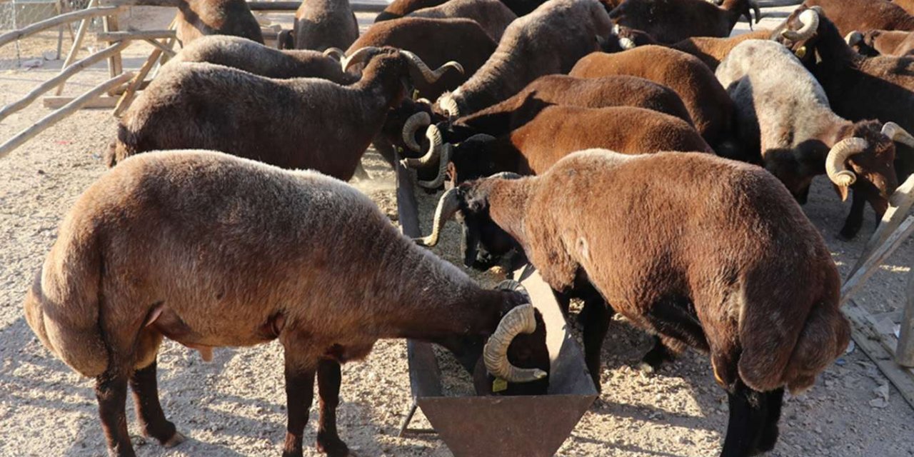 Artan yem fiyatları kurbanlık fiyatlarını etkiler mi?
