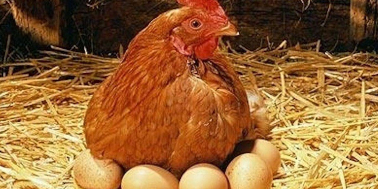 Tavuk eti üretimi nisan ayında yüzde 1,4 arttı