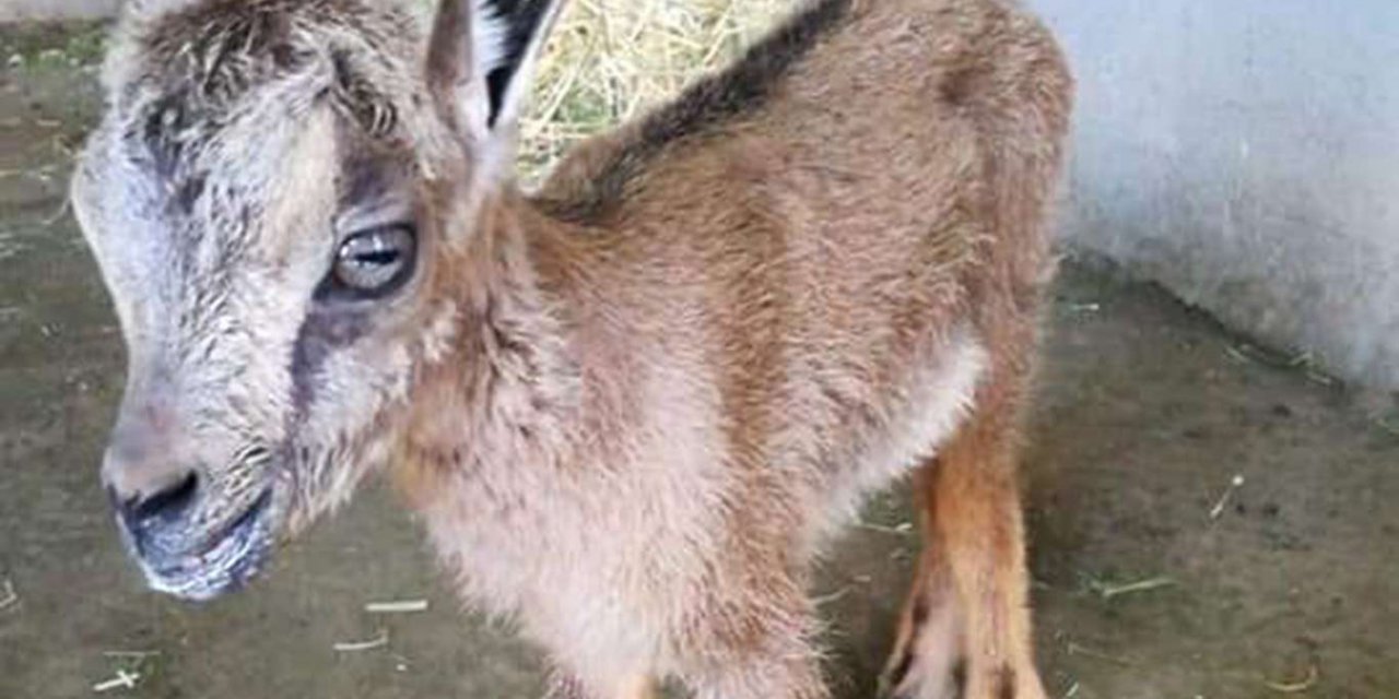 Tunceli'de yaban keçi yavrusu bulundu