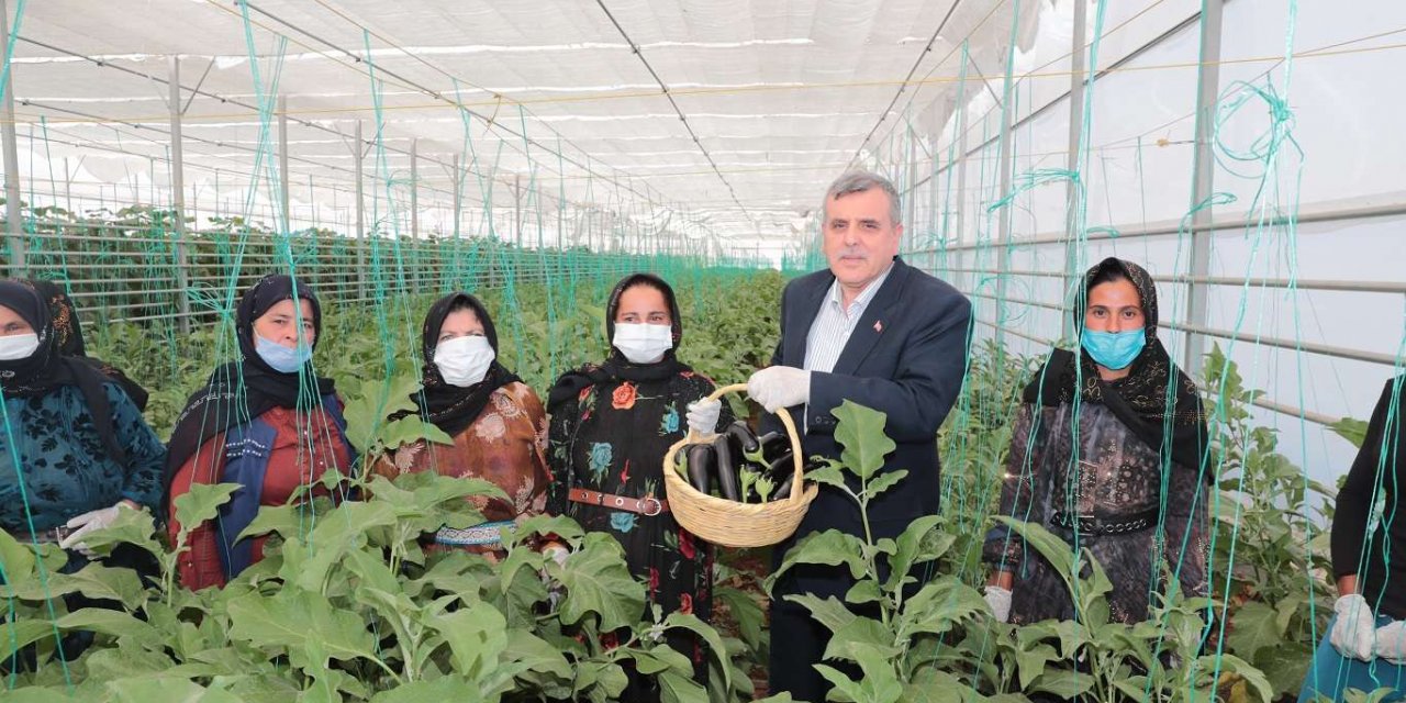 Şanlıurfa'da "Toplum Temelli Seracılık" Projesi ile ilk hasadın startı verildi
