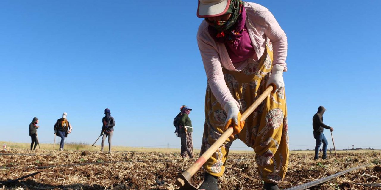 Kuraklıktan etkilenen çiftçinin kredi borçları ertelenecek