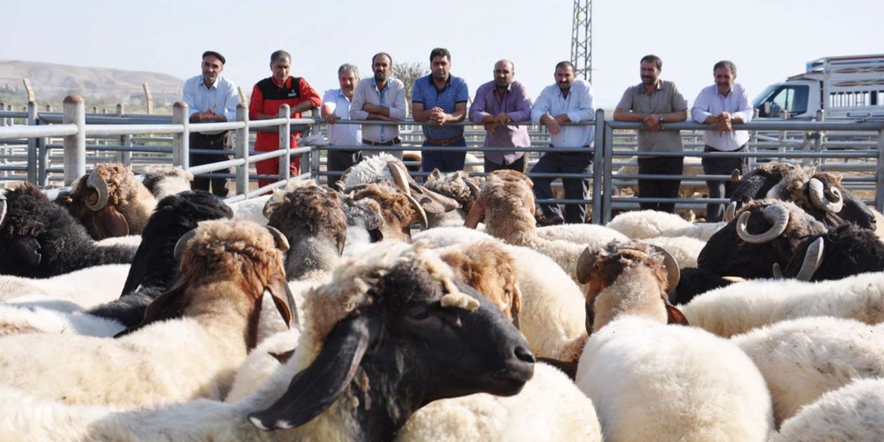 Artan yem ve saman fiyatları besicileri tedirgin ediyor