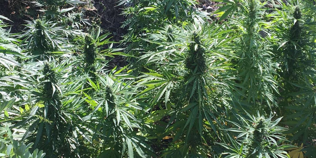 Malatya'da 25 kilo esrar ile on binlerce kök Hint keneviri ele geçirildi