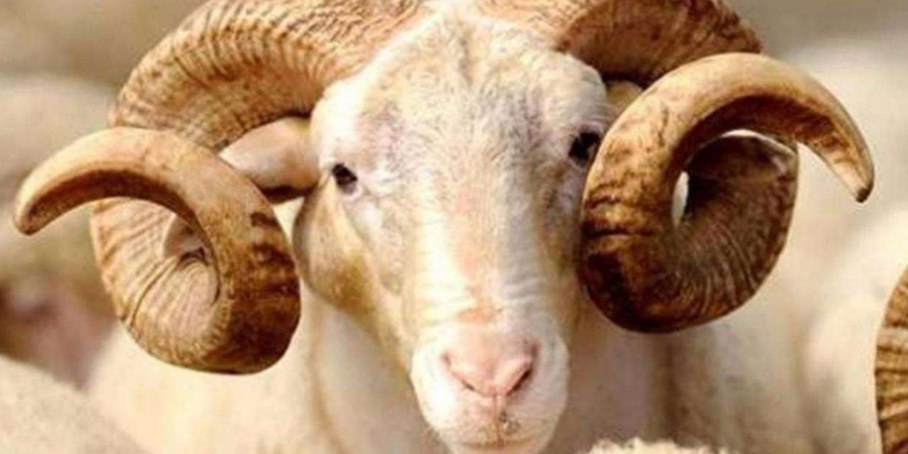 Kurban Hizmetlerinin Uygulanmasına Dair Tebliğ yayımlandı