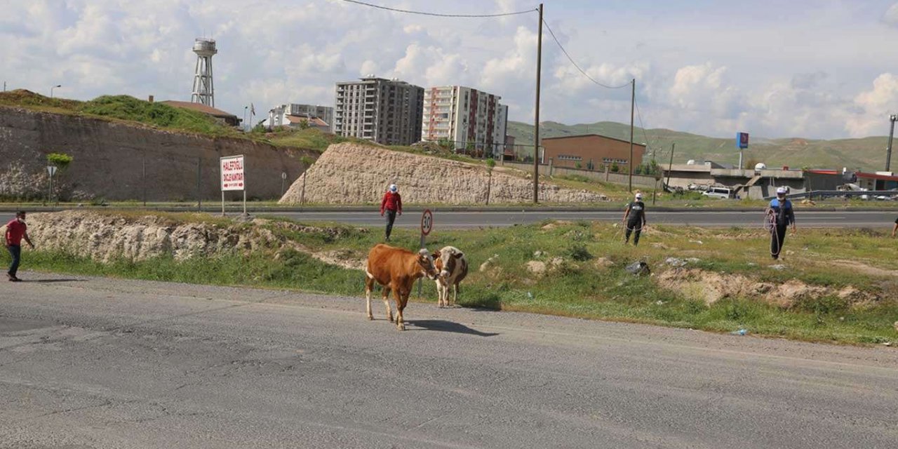 Cizre'de trafiği tehlikeye sokacak şekilde caddelerde dolaşan inekler toplatıldı