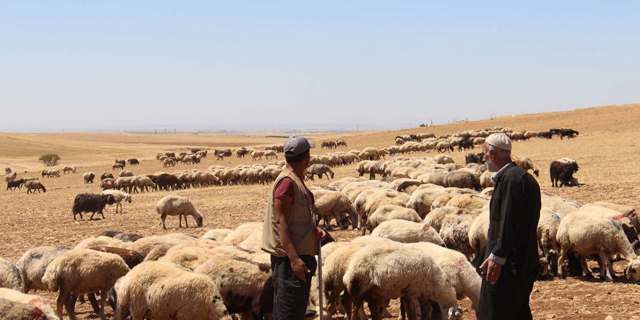 Artan yem fiyatları karşısında Çınarlı besiciler zor günler geçiriyor
