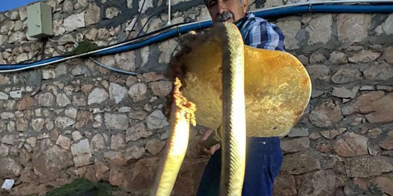 Tavuklarını yiyen koca yılanı tüfekle öldürdü