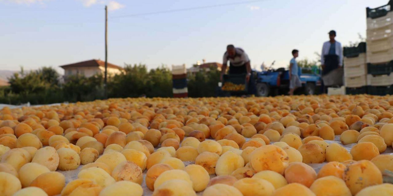Hasadına başlanan Malatya kayısısı dünyanın dört bir yanına ihraç ediliyor