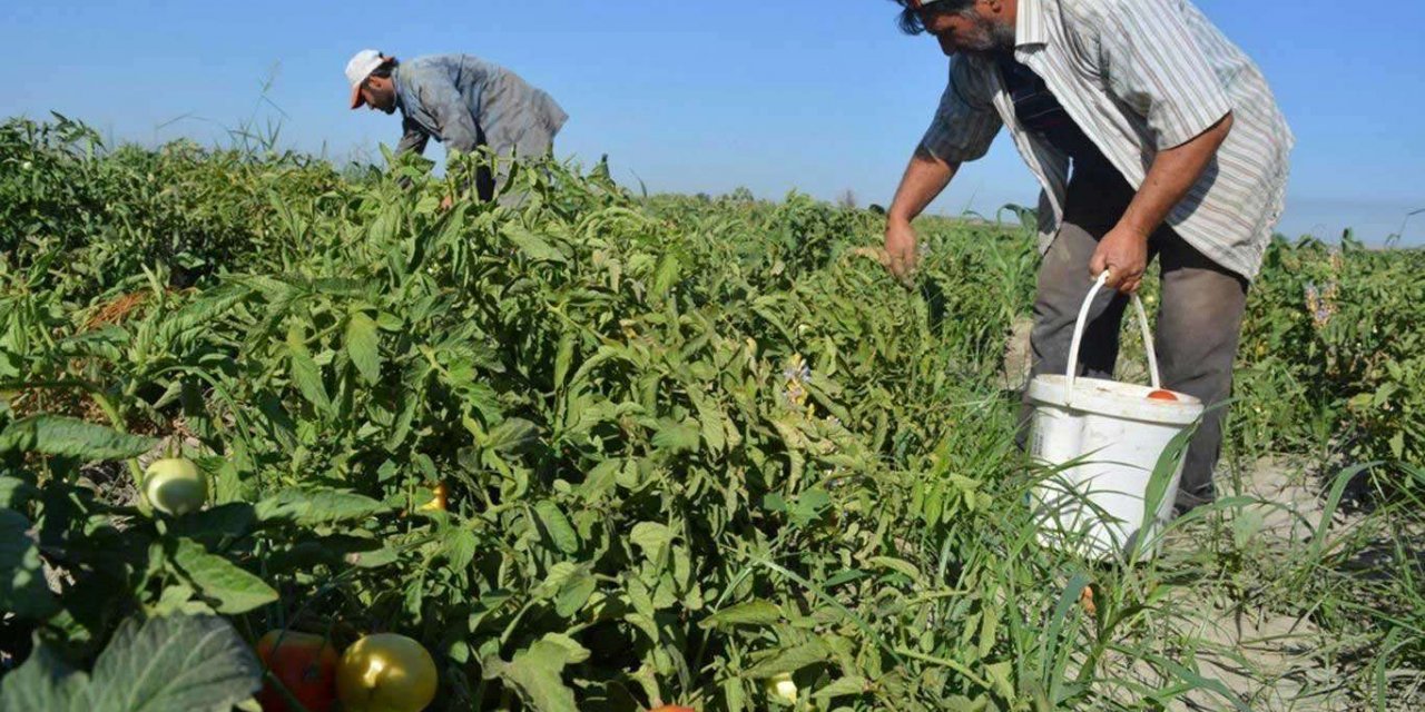 Adana'da 30 bin dönüm alanda turfanda domates hasadı yapılıyor