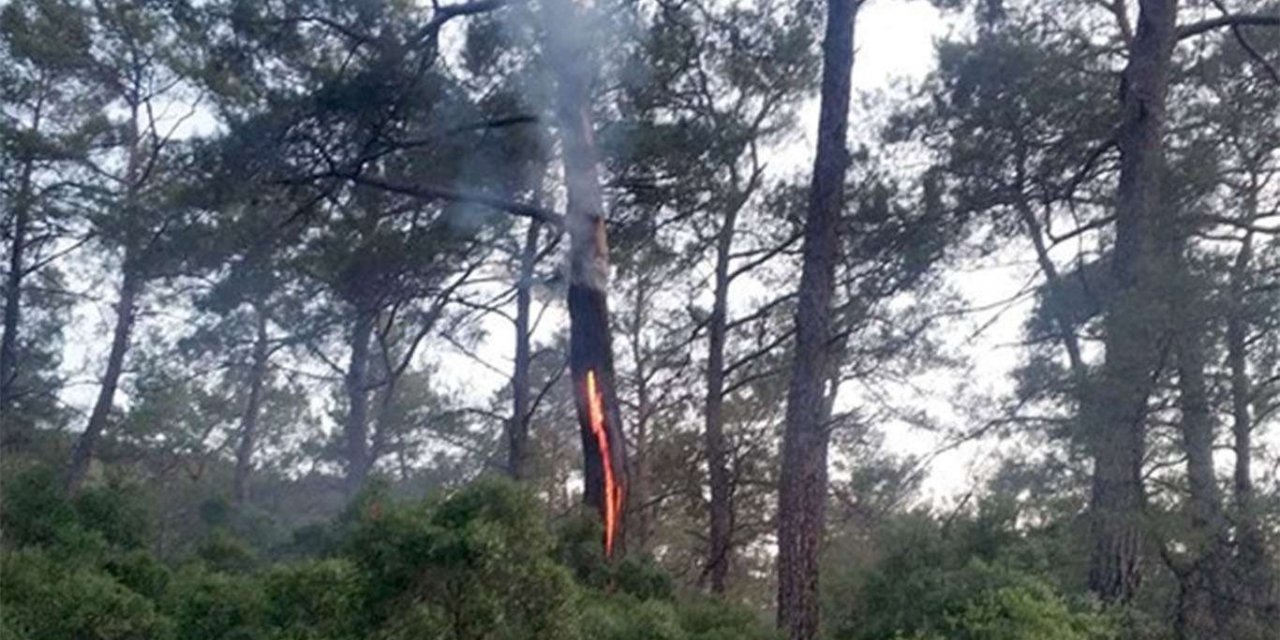 Muğla'da 12 günde 48 yıldırım yangını