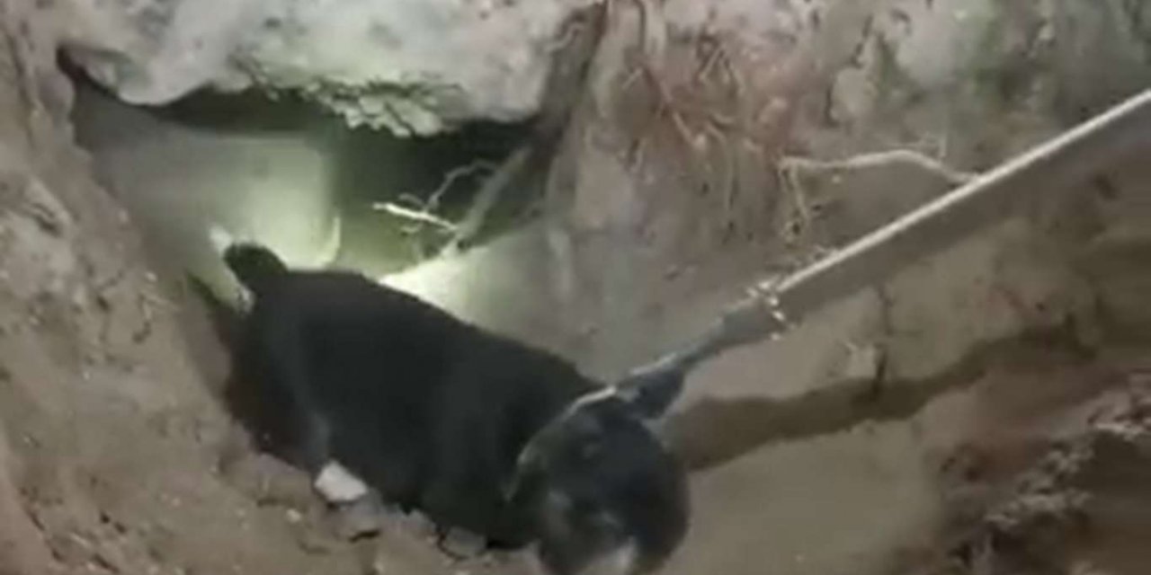 Malatya’da sulama kuyusuna düşen 2 yavru köpeği itfaiye ekipleri kurtardı