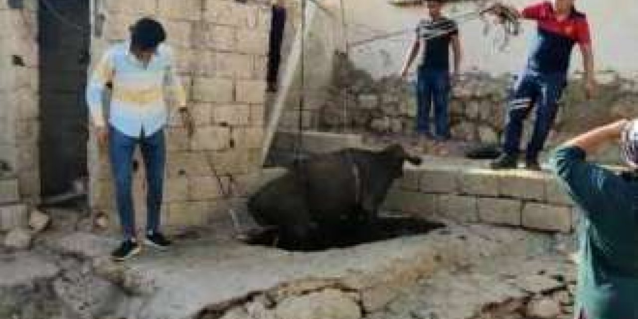 Nusaybin'de foseptik çukuruna düşen ineği itfaiye ekipleri kurtardı