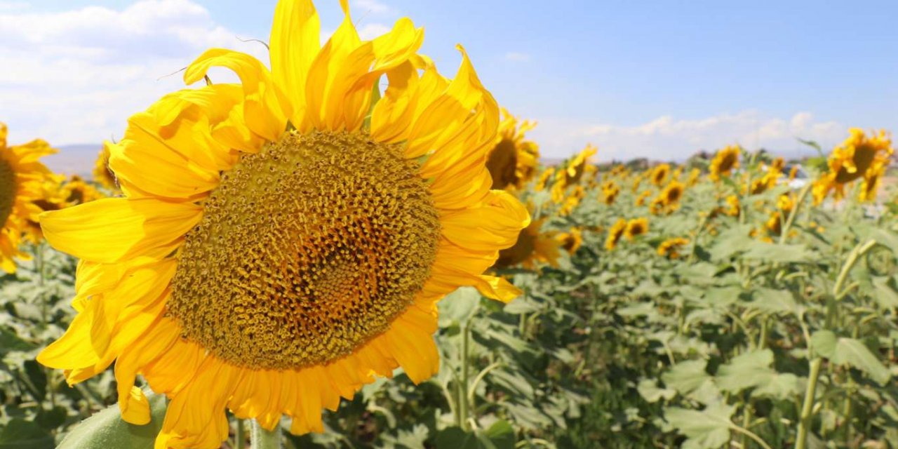 Çerezlik ayçiçeği üreticileri ürünlerini değerinde satamadıklarından şikâyetçi!