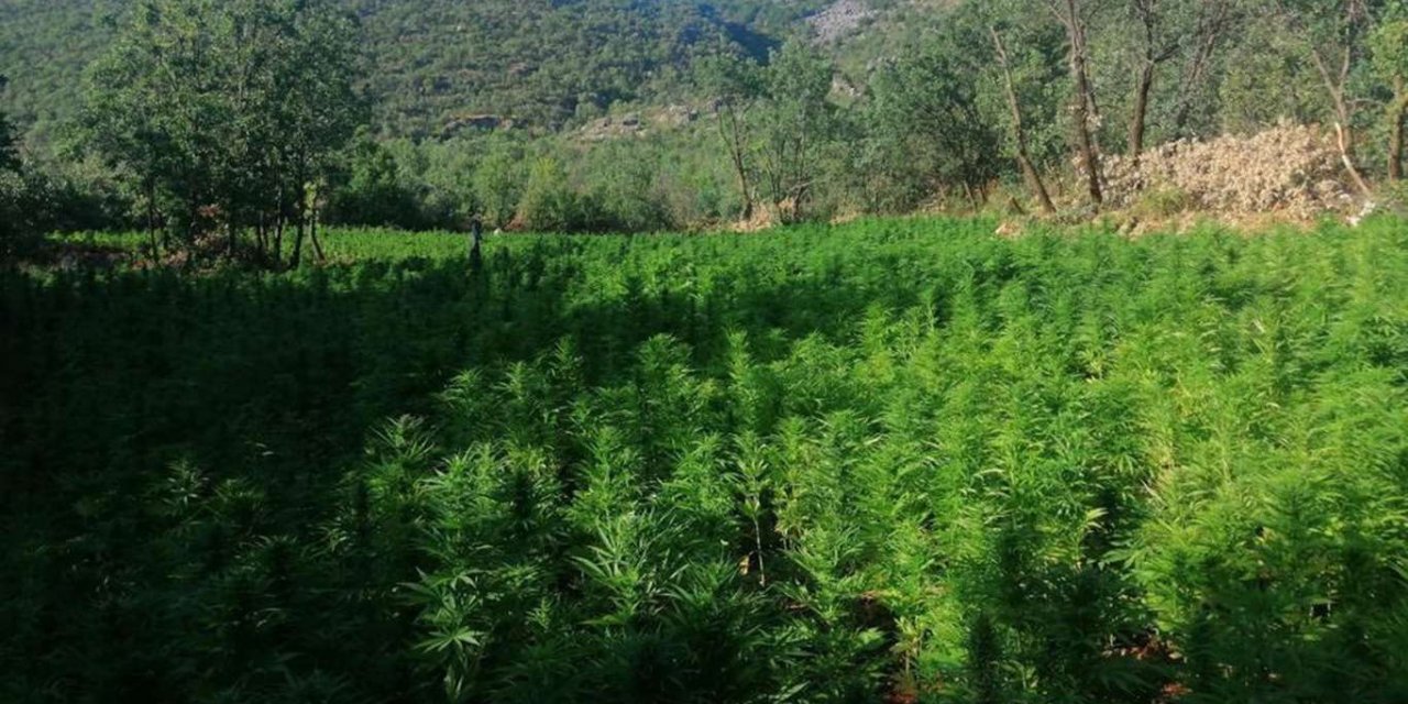 Diyarbakır’da bir milyon 340 bin kök Hint keneviri ele geçirildi