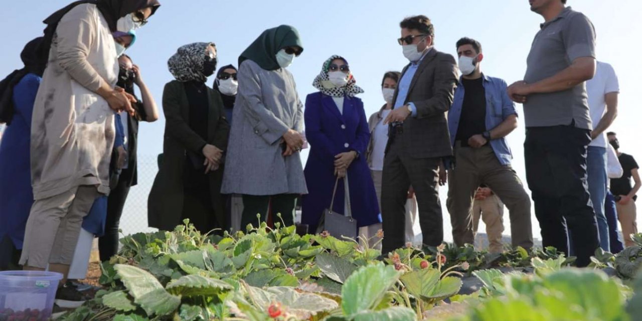 Mardin’de çilek hasadı yapıldı