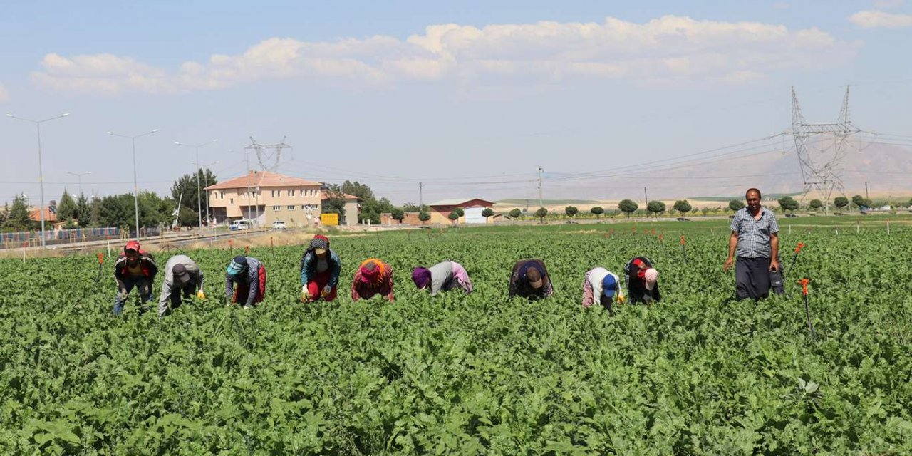 Kuraklık nedeniyle bu yıl şeker pancarında rekolte düşüklüğü bekleniyor