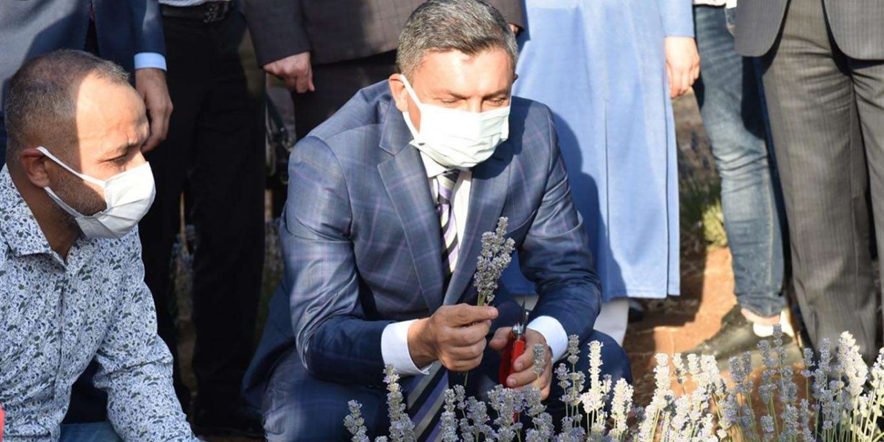 Batman'da yılın ilk lavanta hasadı yapıldı