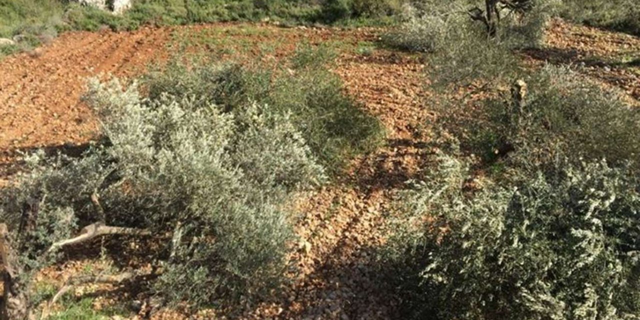 Zionist settlers cut down 30 olive trees in West Bank