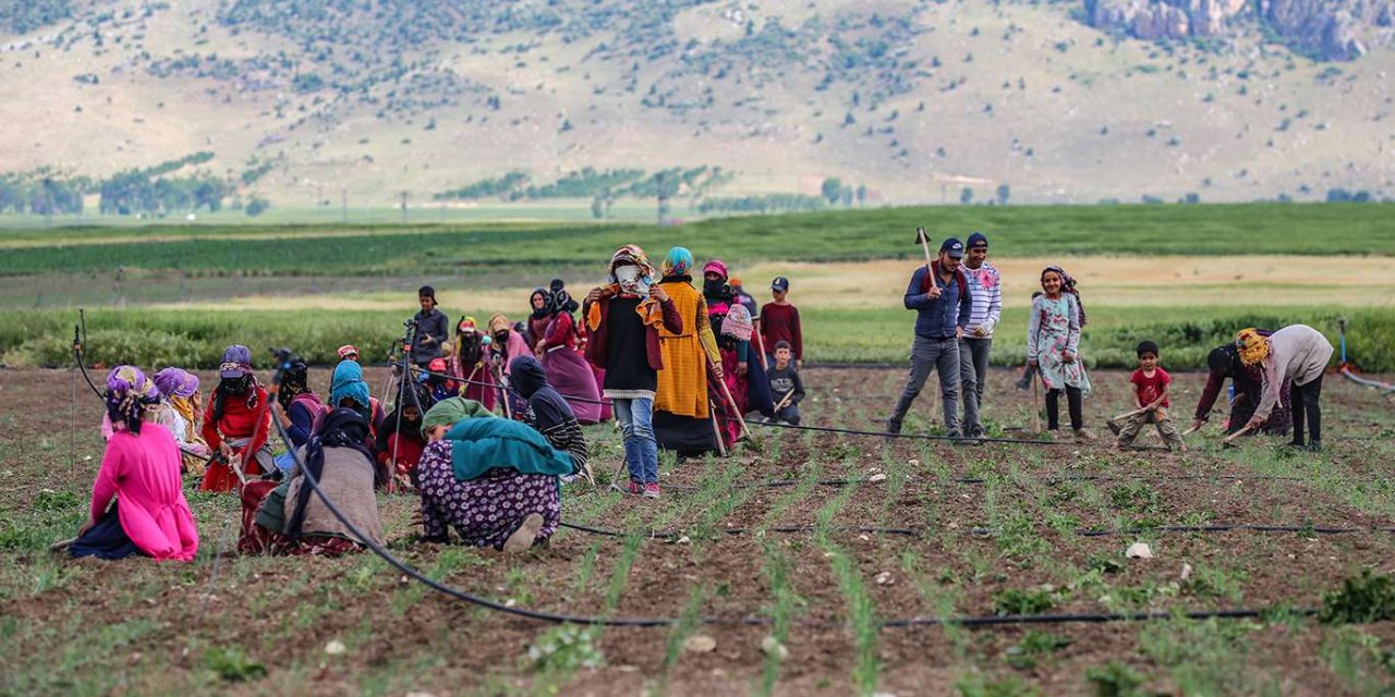 Tarım mevsimindeki mevsimsiz hayatlar