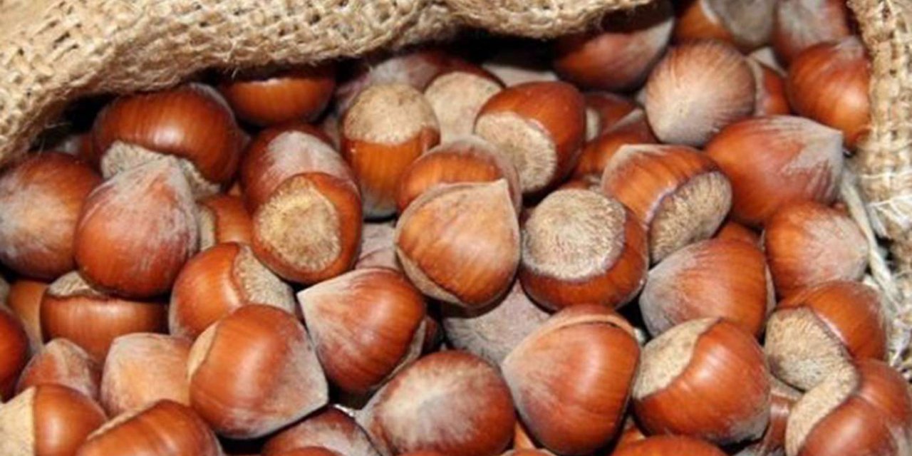 Türkiye'de yetiştirilen fındığın yüzde 80'i ihraç ediliyor
