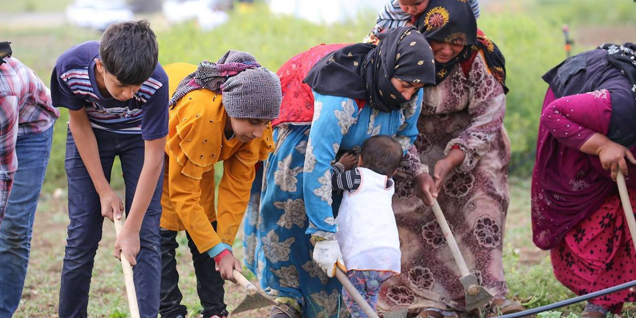 Jiyana zor û zehmet a karkerên zireatê