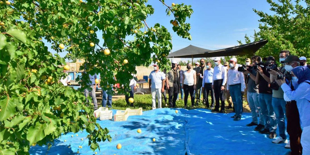 Malatya'da kayısı hasadı devam ediyor