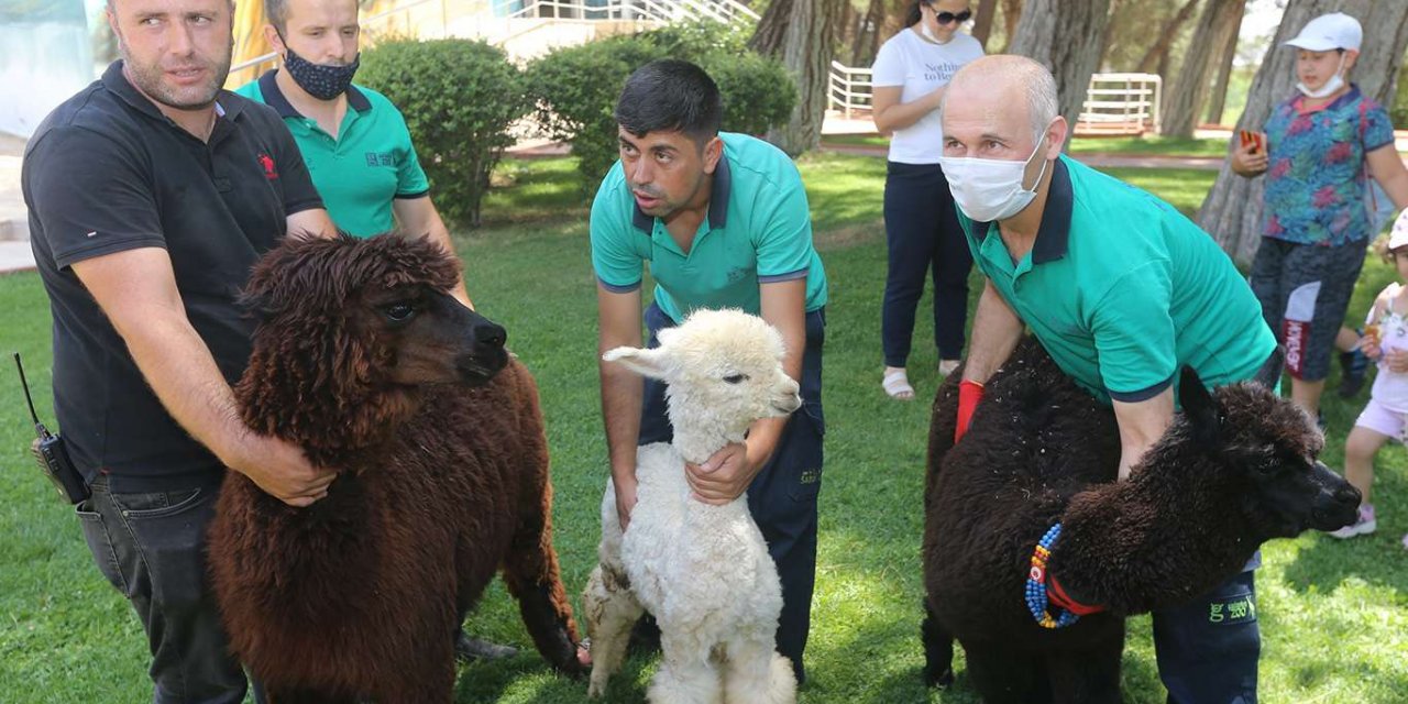Yasadışı yollarla Türkiye'ye getirilen 54 hayvan koruma altına alındı