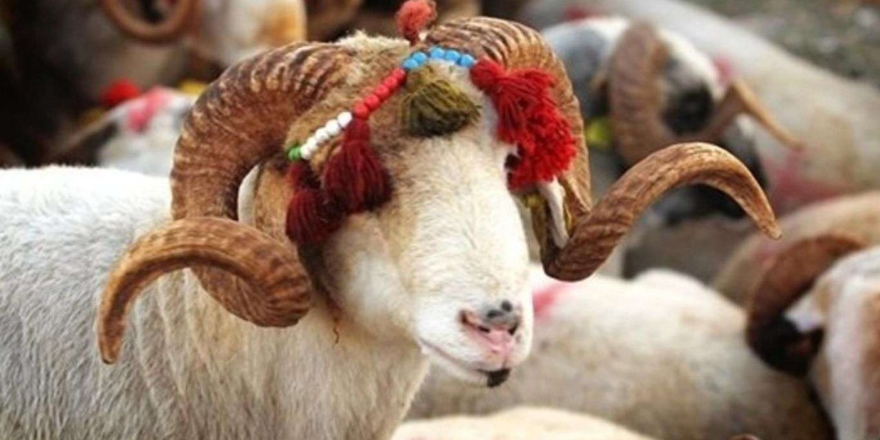 İl içi hayvan satışları dijital ortamda yapılabiliyor