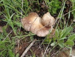 Mantar etten daha pahalı