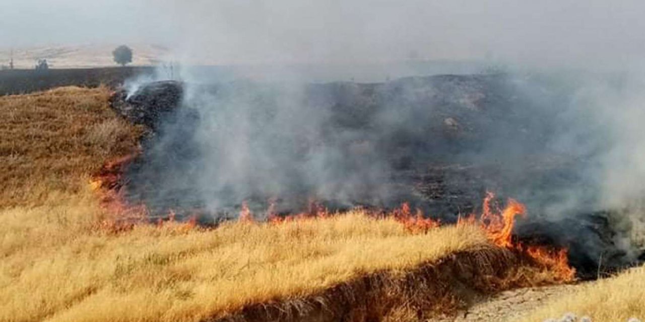 Li Xarpêtê 40 donim genim û ce şewitî