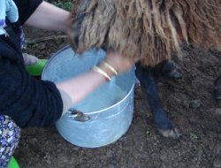 Süt sezonu açıldı ama hayvan sahipleri dertli