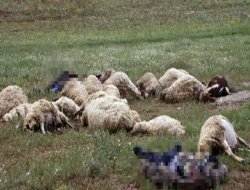 Maraş'ta Yıldırım Faciası: 2 Ölü