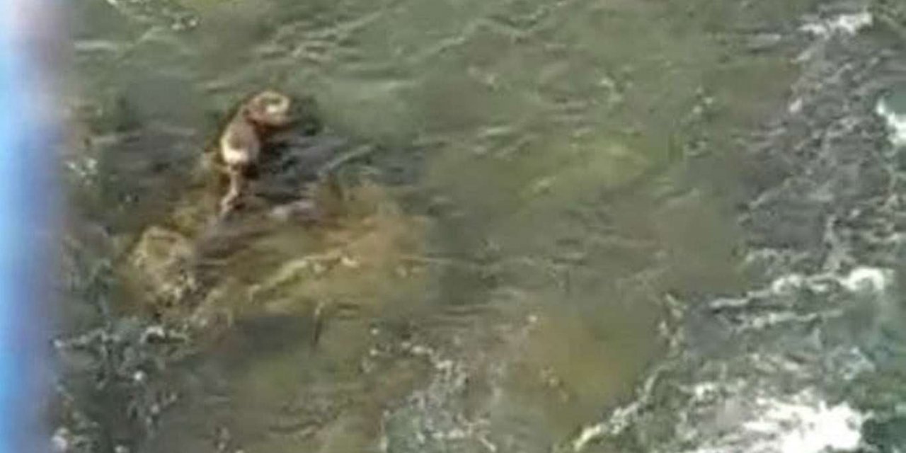 Şırnak’ta Dicle Nehri’nde Su Samuru görüntülendi