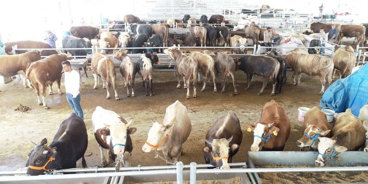 Ankara’da tesisinde kurbanlıklar yerini almaya başladı