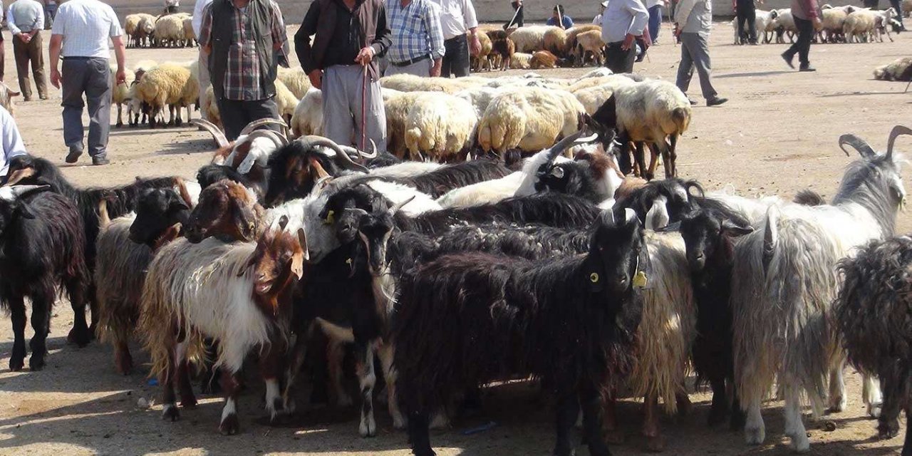 Kuraklık kurbanlıklar ve yem fiyatlarını yükseltti