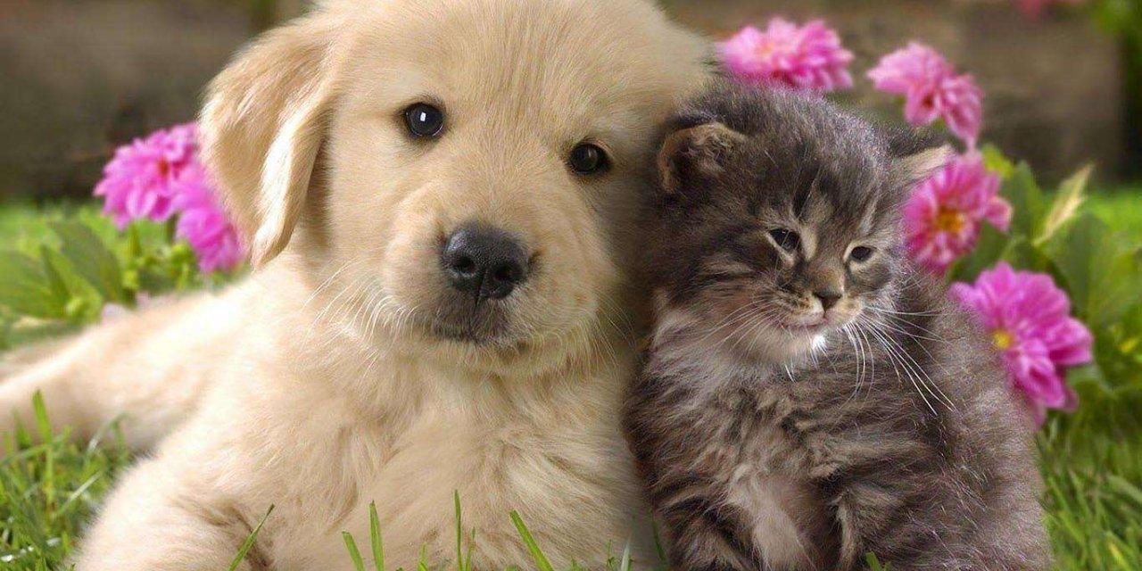 Hayvanları Koruma Kanunu kabul edildi