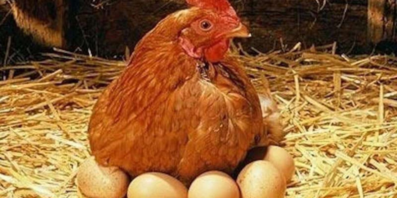 Turkey’s chicken meat production decreases in May