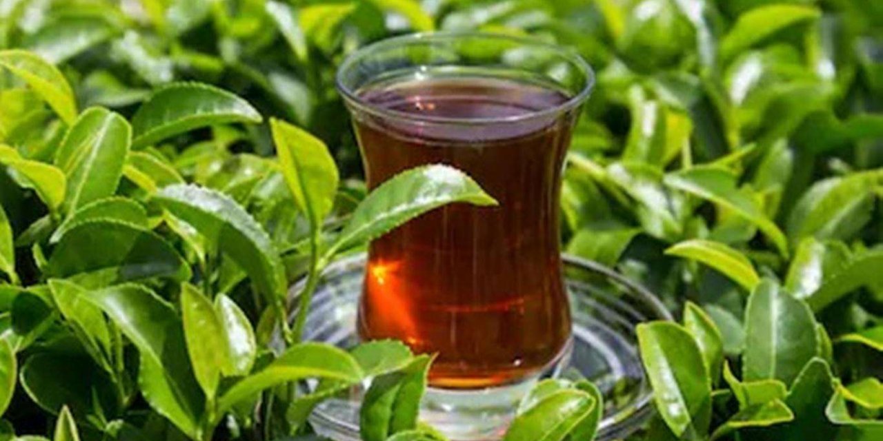 Yaş çay budama bedelleri hesaplara yatırıldı