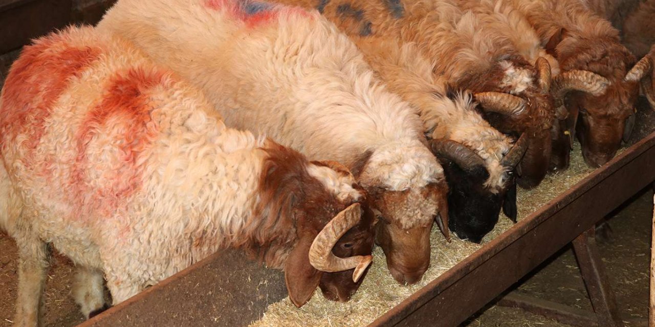 Hayvan yetiştiricilerinden “kurbanlıkları üreticilerden alın” çağrısı